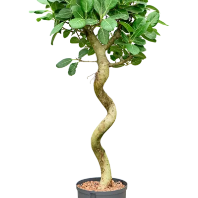 Ficus benghalensis 'Audrey' Hydrocultuur - 135
