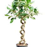 Dubbel spiraal Hydrocultuur - 125cm pot 25cm