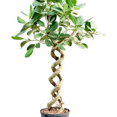 Dubbel spiraal Hydrocultuur - 125cm pot 25cm