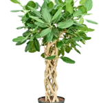 Ficus benghalensis 'Audrey' Hydrocultuur