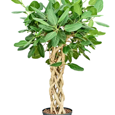 Ficus benghalensis 'Audrey' Hydrocultuur - 120