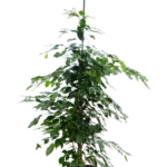 Ficus benjamina 'Exotica' Hydrocultuur - 140cm pot 22cm