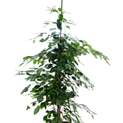 Ficus benjamina 'Exotica' Hydrocultuur - 140cm pot 22cm