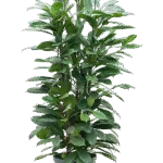 Ficus cyathistipula Hydrocultuur - 110cm pot 28cm