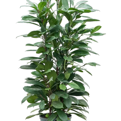 Ficus cyathistipula Hydrocultuur - 110cm pot 28cm