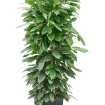 Ficus cyathistipula Hydrocultuur - 140cm pot 32cm