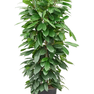 Ficus cyathistipula Hydrocultuur - 140cm pot 32cm