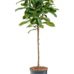 Ficus cyathistipula Hydrocultuur - 120cm pot 22cm