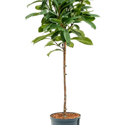 Ficus cyathistipula Hydrocultuur - 120cm pot 22cm