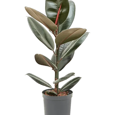 Ficus elastica 'Abidjan' Hydrocultuur - 60