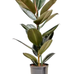 Ficus elastica 'Abidjan' Hydrocultuur