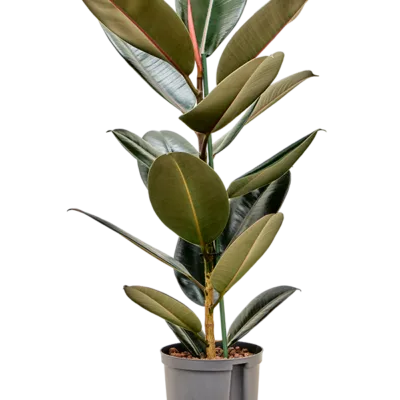 Ficus elastica 'Abidjan' Hydrocultuur - 65