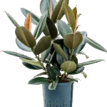 Ficus elastica 'Abidjan' Hydrocultuur - 50cm pot 22cm