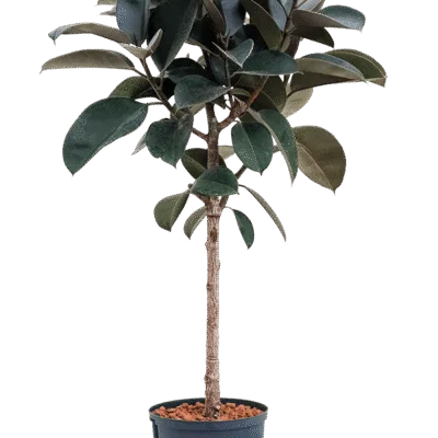 Ficus elastica 'Abidjan' - Stam Hydrocultuur - 120