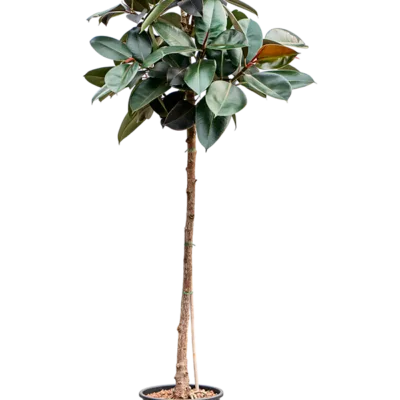 Ficus elastica 'Abidjan' - Stam Hydrocultuur - 210