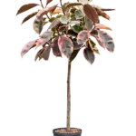 Ficus elastica 'Belize' Hydrocultuur - 130cm pot 22cm