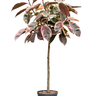 Ficus elastica 'Belize' Hydrocultuur - 130cm pot 22cm