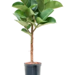 Ficus elastica 'Cloe' Hydrocultuur - 100cm pot 18cm