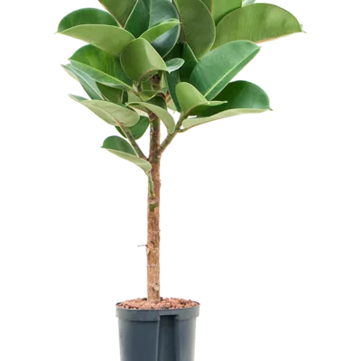 Ficus elastica 'Cloe' Hydrocultuur - 100cm pot 18cm