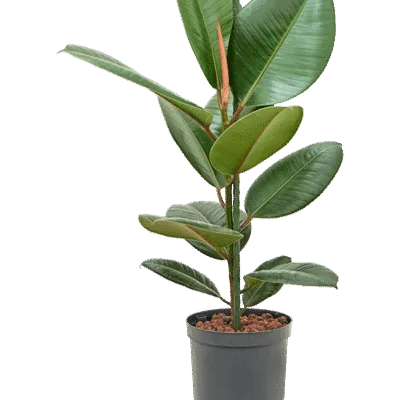 Ficus elastica 'Robusta' Hydrocultuur - 75