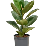 Ficus elastica 'Robusta' Hydrocultuur