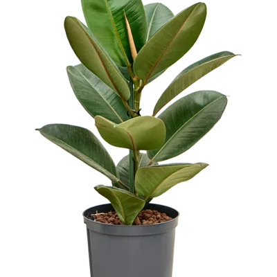 Ficus elastica 'Robusta' Hydrocultuur - 65