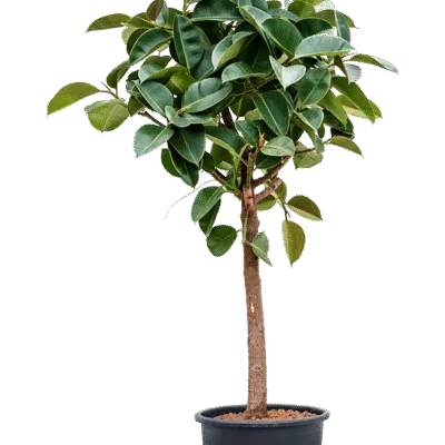 Ficus elastica 'Robusta' - Stam Hydrocultuur - 170