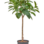 Ficus elastica 'Robusta' - Stam Hydrocultuur