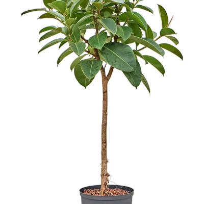 Ficus elastica 'Robusta' - Stam Hydrocultuur - 125