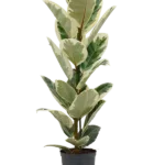 Ficus elastica 'Tineke' Hydrocultuur - 65cm pot 18cm