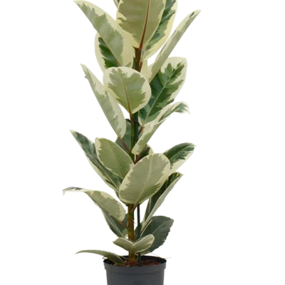 Ficus elastica 'Tineke' Hydrocultuur - 65cm pot 18cm