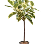 Ficus elastica 'Tineke' Hydrocultuur - 120cm pot 25cm