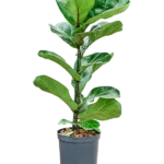 Ficus lyrata 'Bambino' Hydrocultuur - 65cm pot 15cm