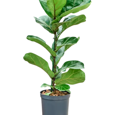 Ficus lyrata 'Bambino' Hydrocultuur - 65cm pot 15cm