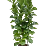 Ficus lyrata 'Bambino' Hydrocultuur - 120cm pot 28cm