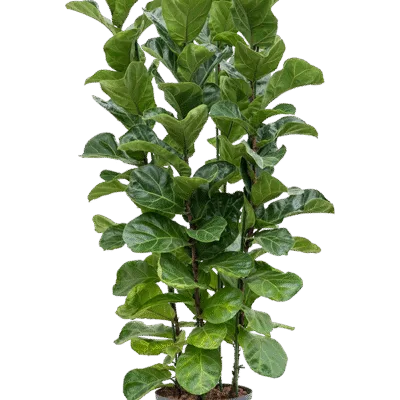 Ficus lyrata 'Bambino' Hydrocultuur - 120cm pot 28cm
