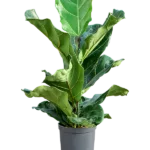 Ficus lyrata Hydrocultuur - 70cm pot 15cm