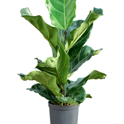 Ficus lyrata Hydrocultuur - 70cm pot 15cm