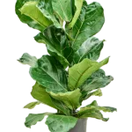 Ficus lyrata Hydrocultuur - 80cm pot 18cm