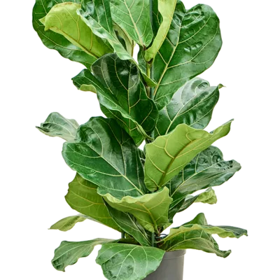 Ficus lyrata Hydrocultuur - 80cm pot 18cm