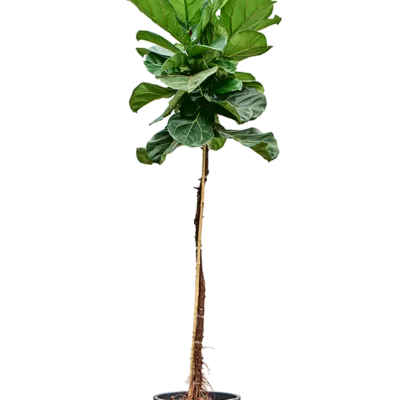 Ficus lyrata - Stam Hydrocultuur - 180