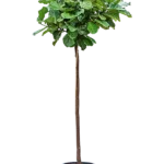 Ficus lyrata - Stam Hydrocultuur