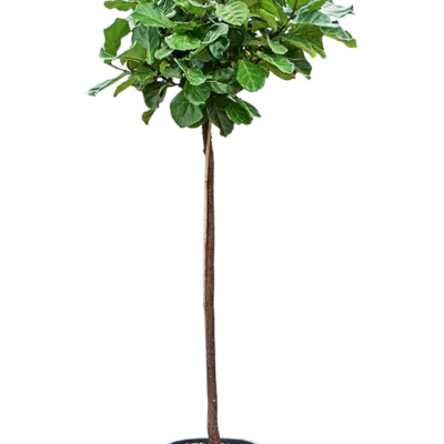 Ficus lyrata - Stam Hydrocultuur - 300