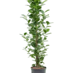 Ficus microcarpa 'Moclame' - Toef Hydrocultuur