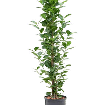 Ficus microcarpa 'Moclame' - Toef Hydrocultuur - 130