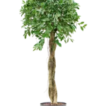 Ficus microcarpa - Stam Hydrocultuur