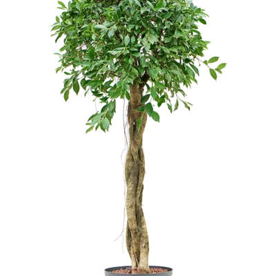 Ficus microcarpa - Stam Hydrocultuur - 145
