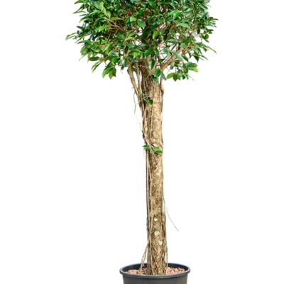 Ficus microcarpa - Stam Hydrocultuur - 170