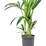 Kentia Hydrocultuur - 60cm pot 15cm