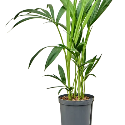 Kentia Hydrocultuur - 60cm pot 15cm